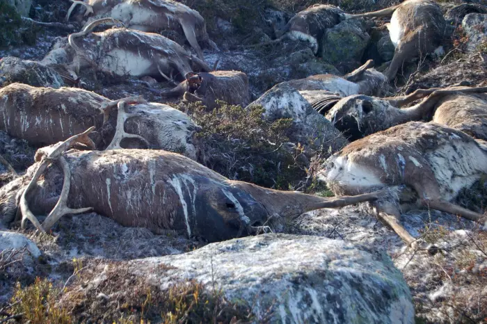 Hva skjer med naturen når 300 reinsdyr blir drept av et lynnedslag?