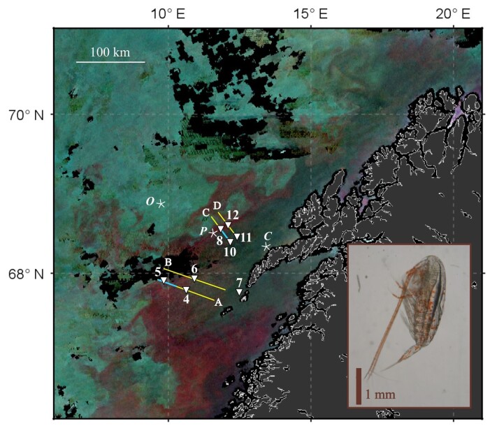 (Satellittbilde: Basedow et al. 2019, data for satelittbildet ble gjort tilgjengelig av NEODAAS) (Satellittbilde: Basedow et al. 2019, data for satelittbildet ble gjort tilgjengelig av NEODAAS)