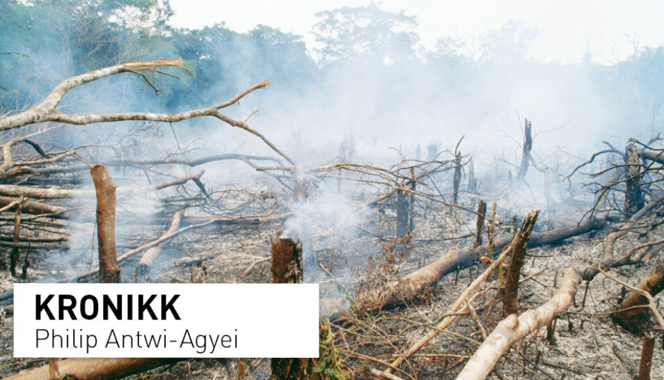 – Landene i Vest-Afrika må umiddelbart innføre tiltak mot avskoging. i de siste to tiårene har store skogsområder blitt ødelagt, skriver Phili Antwi-Agyei. Bildet er fra Golaregnskogen i Sierra Leon i Vest-Afrika. (Foto: Mary Evans Picture)