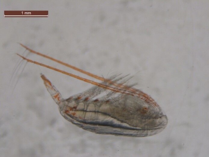 Raudåta er ikke større enn 2-3 millimeter, det gjør den ikke mindre attraktiv for kystfisken. (Foto: Malin Daase / UiT Norges Arktiske Universitet) Raudåta er ikke større enn 2-3 millimeter, det gjør den ikke mindre attraktiv for kystfisken. (Foto: Malin Daase / UiT Norges Arktiske Universitet)