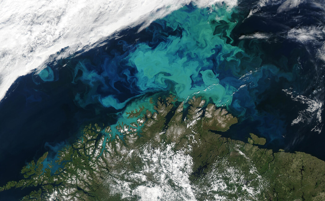 Oppblomstring av planktonalger i Barentshavet på våren i år 2003 var synlig på satellittbilder. (Foto: earthobservatory.nasa.gov) Oppblomstring av planktonalger i Barentshavet på våren i år 2003 var synlig på satellittbilder. (Foto: earthobservatory.nasa.gov)