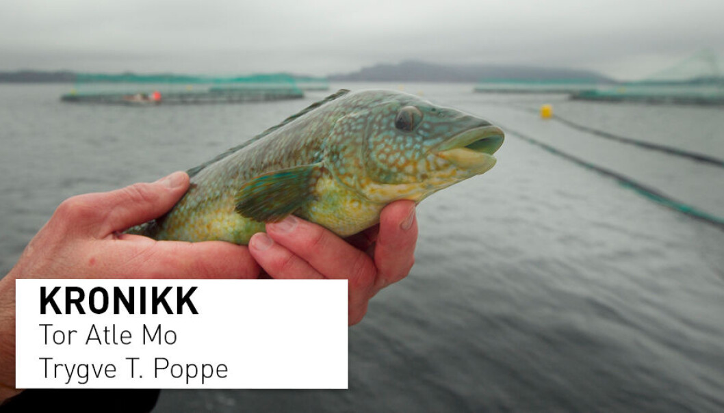 – Hvert år dør det langt flere fisk i norske oppdrettsanlegg enn summen av alle produksjonsdyr i norsk landbruk, skriver kronikkforfatterne. (Foto: Foto: Heiko Junge / Scanpix) – Hvert år dør det langt flere fisk i norske oppdrettsanlegg enn summen av alle produksjonsdyr i norsk landbruk, skriver kronikkforfatterne. (Foto: Foto: Heiko Junge / Scanpix)