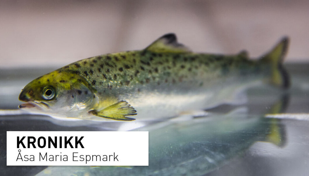 - For fisken sin del er det sannsynligvis best å bo i en åpen merd. Derfor må vi fortsette å forske på å gjøre den bærekraftig, og ikke bare legge alle pengene i utvikling av lukkede anlegg, skriver kronikkforfatteren. (Foto: Terje Aamodt/Nofima) - For fisken sin del er det sannsynligvis best å bo i en åpen merd. Derfor må vi fortsette å forske på å gjøre den bærekraftig, og ikke bare legge alle pengene i utvikling av lukkede anlegg, skriver kronikkforfatteren. (Foto: Terje Aamodt/Nofima)