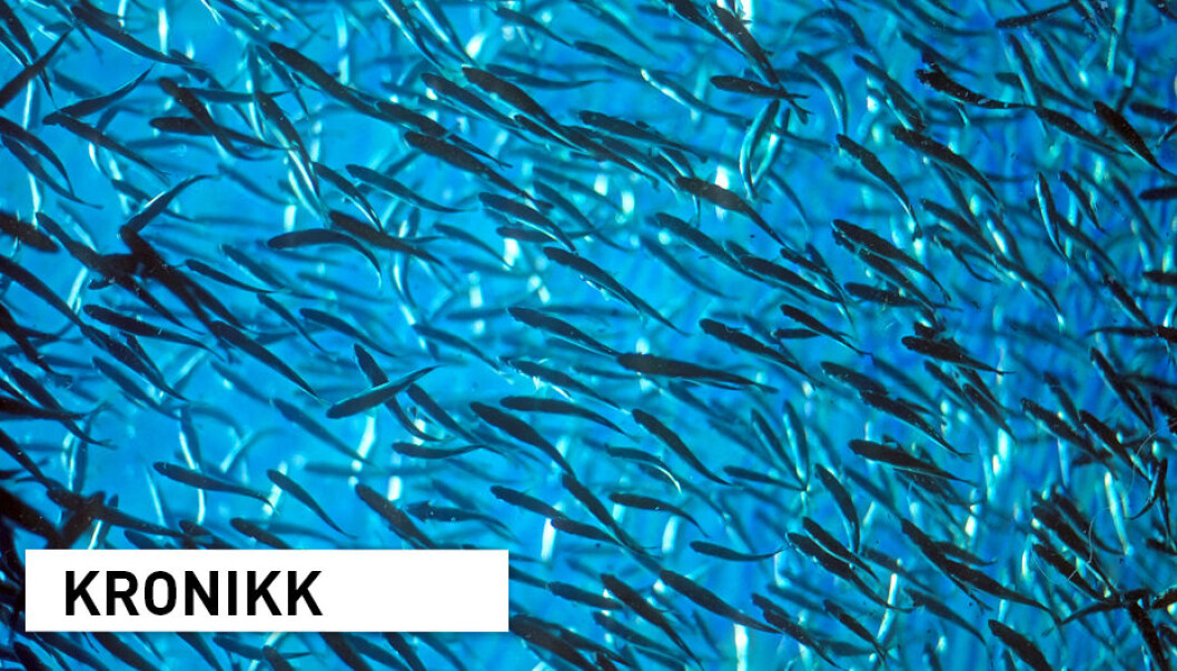 – For småfisken er starten på livet tøff, men vi vet nå at en bedring er mulig, skriver kronikkforfatterne. (Illustrasjonsfoto: Steve estvanik / Shutterstock / NTB scanpix) – For småfisken er starten på livet tøff, men vi vet nå at en bedring er mulig, skriver kronikkforfatterne. (Illustrasjonsfoto: Steve estvanik / Shutterstock / NTB scanpix)