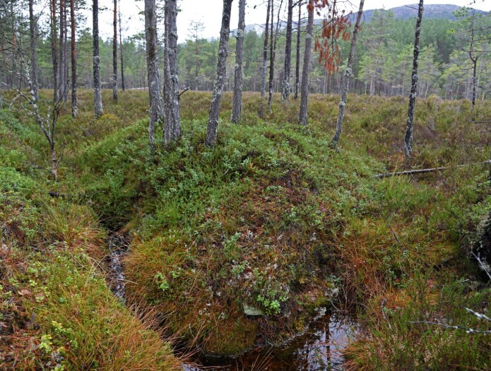 Grøfta myr der trea har byrja å innta myrsystemet, som er blitt tørrare grunna dreneringa. (Foto: Knut Rydgren) Grøfta myr der trea har byrja å innta myrsystemet, som er blitt tørrare grunna dreneringa. (Foto: Knut Rydgren)