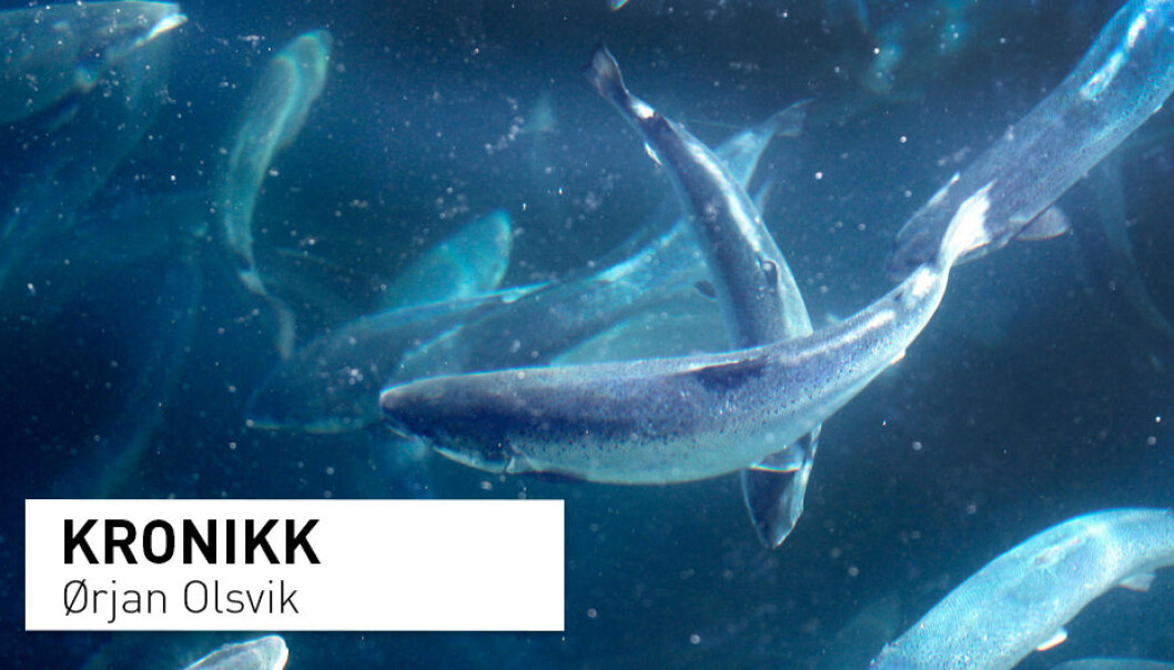 – Det brukes svært lite antibiotika i norsk akvakultur, for i 2018 ble det brukt 0,069 milligram antibiotika pr kilo laks produsert. Til sammenligning ble det brukt 2,9 milligram for å produsere 1 kilo kjøtt i norsk landbruk, skriver kronikkforfatteren. (Illustrasjonsfoto: Gorm Kallestad / Scanpix) – Det brukes svært lite antibiotika i norsk akvakultur, for i 2018 ble det brukt 0,069 milligram antibiotika pr kilo laks produsert. Til sammenligning ble det brukt 2,9 milligram for å produsere 1 kilo kjøtt i norsk landbruk, skriver kronikkforfatteren. (Illustrasjonsfoto: Gorm Kallestad / Scanpix)