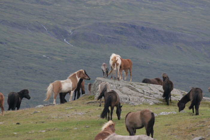 En reinkalv forvillet seg inn i et gjerde med hest, og ble etterhvert akseptert. (Foto: Skarphedinn G. Thorisson) En reinkalv forvillet seg inn i et gjerde med hest, og ble etterhvert akseptert. (Foto: Skarphedinn G. Thorisson)