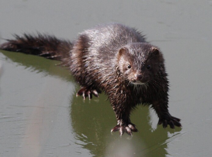 Mink (<i>Neovison vison</i>) er en Nord-Amerikansk art som ble innført til Norge i forbindelse med pelsdyroppdrett. Rømminger fra minkfarmer har ført til at minken nå er spredt over hele landet. Minken har store negative effekter på mange hjemlige arter, den spiser f.eks. både fugler, fisker og amfibier (frosk og salamander). Arten er vurdert til svært høy risiko i Fremmedartslista 2018. Mink (<i>Neovison vison</i>) er en Nord-Amerikansk art som ble innført til Norge i forbindelse med pelsdyroppdrett. Rømminger fra minkfarmer har ført til at minken nå er spredt over hele landet. Minken har store negative effekter på mange hjemlige arter, den spiser f.eks. både fugler, fisker og amfibier (frosk og salamander). Arten er vurdert til svært høy risiko i Fremmedartslista 2018.