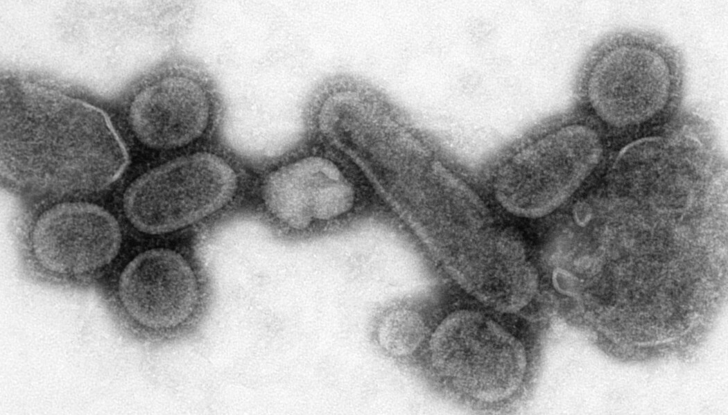 Hvordan kan virus gjøre oss så syke? Og hvorfor virker ikke antibiotika mot dem? (Bildet viser en versjon av viruset som forårsaket spanskesyken, gjenskapt av forskere ved Centers for Disease Control and Prevention.) Hvordan kan virus gjøre oss så syke? Og hvorfor virker ikke antibiotika mot dem? (Bildet viser en versjon av viruset som forårsaket spanskesyken, gjenskapt av forskere ved Centers for Disease Control and Prevention.)