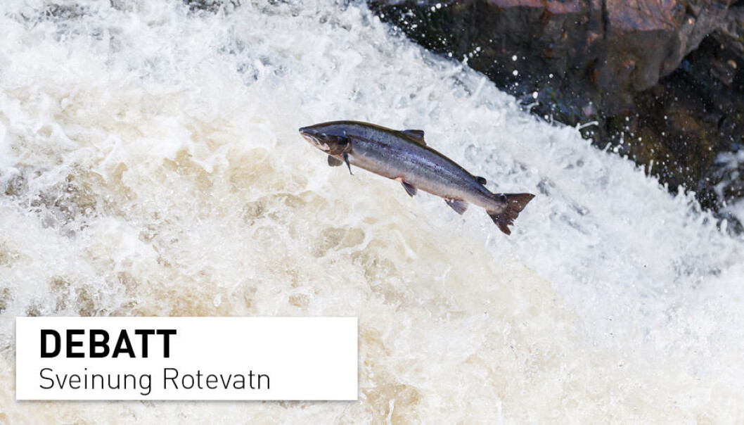 Noreg er i dag eit av få land i verda som tillèt fiske av laks i sjøen. Avgrensing av fisket er eit av fleire tiltak vi kan gjere for å ta vare på dei norske villaksbestandane for framtidige generasjonar, skriv Sveinung Rotevatn. Noreg er i dag eit av få land i verda som tillèt fiske av laks i sjøen. Avgrensing av fisket er eit av fleire tiltak vi kan gjere for å ta vare på dei norske villaksbestandane for framtidige generasjonar, skriv Sveinung Rotevatn.