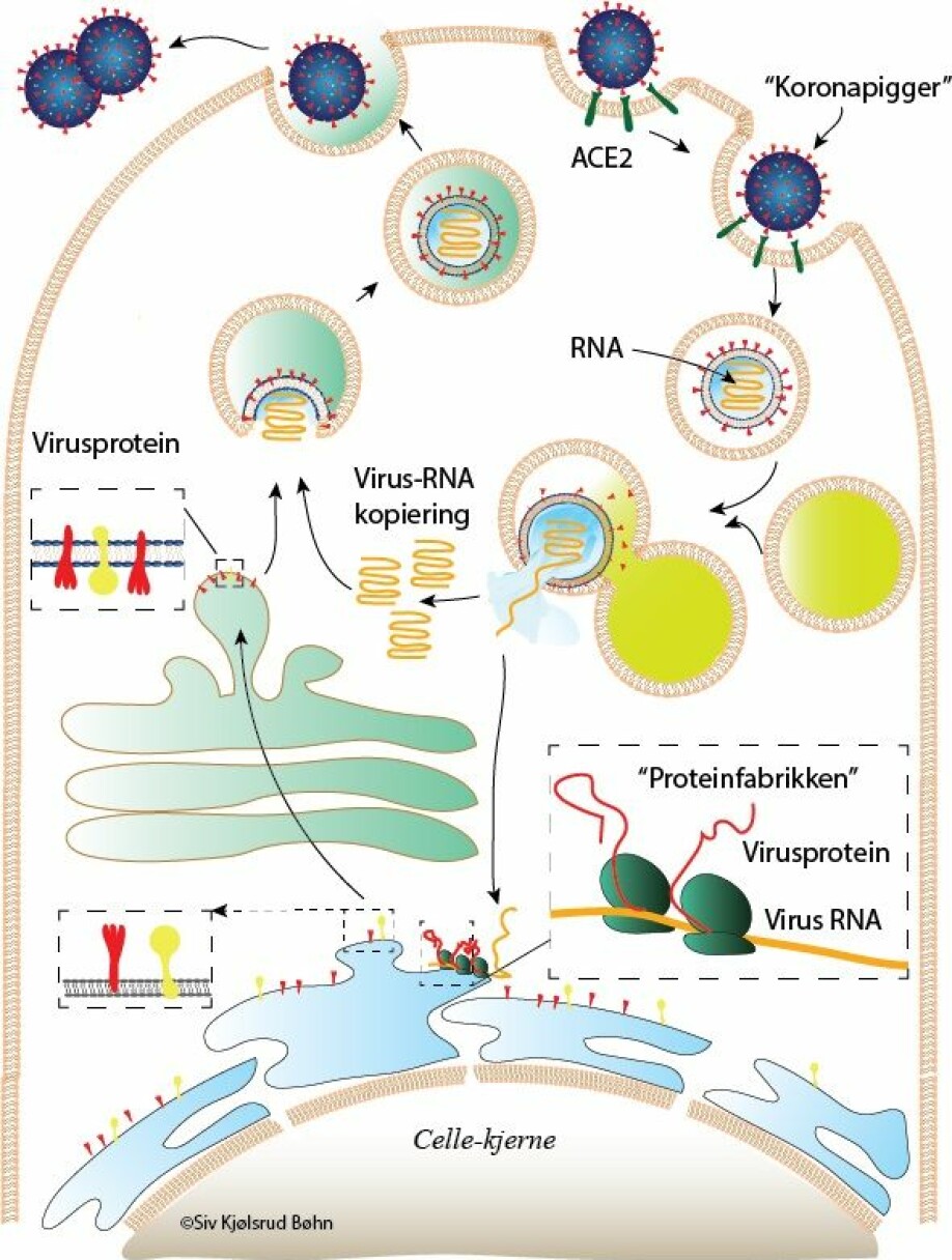 Koronaviruset kommer seg inn i cellen og får cellen til å produsere nye viruspartikler. Trykk på bildet for å se større versjon.