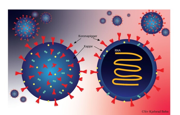 I tillegg til «koronapiggene» består koronavirus av en kuleformet kappe av fett som omgir arvestoffet (RNA). Viruset har også andre proteiner i tillegg til «koronapiggene», blant annet noen proteiner i overflaten som er med på å gi viruset kulefasong. I tillegg til «koronapiggene» består koronavirus av en kuleformet kappe av fett som omgir arvestoffet (RNA). Viruset har også andre proteiner i tillegg til «koronapiggene», blant annet noen proteiner i overflaten som er med på å gi viruset kulefasong.