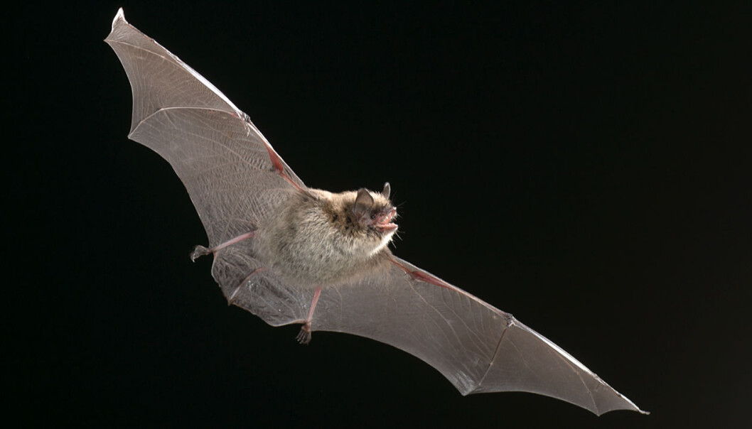 Flaggermusenes unike flyveegenskaper blir lagt til grunn for utvikling av en ny generasjon droner. Bildet viser en skogflaggermus og er tatt i Aurskog. Flaggermusenes unike flyveegenskaper blir lagt til grunn for utvikling av en ny generasjon droner. Bildet viser en skogflaggermus og er tatt i Aurskog.