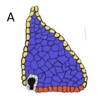 Kornfrø dyrket på åkeren inneholder endosperm, som består av melprodusentceller (blå), aleuronceller (gul), transportceller (rød), embryo naboceller (grå) og spire (svart). Kornfrø dyrket på åkeren inneholder endosperm, som består av melprodusentceller (blå), aleuronceller (gul), transportceller (rød), embryo naboceller (grå) og spire (svart).