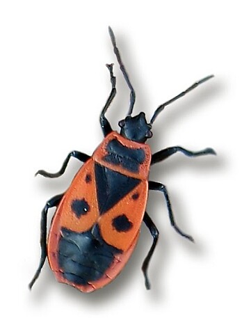 Ildtege <i>Pyrrhocoris apterus</i> Linnaeus, 1758. Ildtege <i>Pyrrhocoris apterus</i> Linnaeus, 1758.