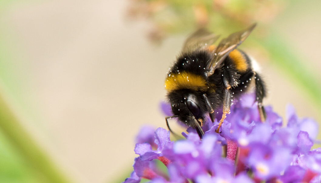 I sin praktfulle pelsbekledning er bier generelt og humler spesielt framragende pollenforflyttere, de kan simpelthen ikke unngå å fylle hårstasen med blomstersperm. I sin praktfulle pelsbekledning er bier generelt og humler spesielt framragende pollenforflyttere, de kan simpelthen ikke unngå å fylle hårstasen med blomstersperm.
