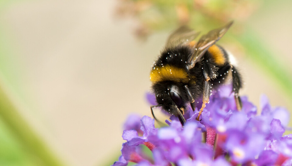 I sin praktfulle pelsbekledning er bier generelt og humler spesielt framragende pollenforflyttere, de kan simpelthen ikke unngå å fylle hårstasen med blomstersperm.