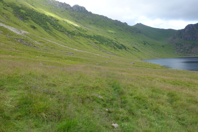 Fjord- og dalsider er stadvis godt kultiverte og grasrike, men mykje ligg no til attgroing med bregner og høge urter, og sidan skog. Dette er ein frodig og grasrik skredmark i Bødalen på Vestvågøya i Lofoten. Fjord- og dalsider er stadvis godt kultiverte og grasrike, men mykje ligg no til attgroing med bregner og høge urter, og sidan skog. Dette er ein frodig og grasrik skredmark i Bødalen på Vestvågøya i Lofoten.