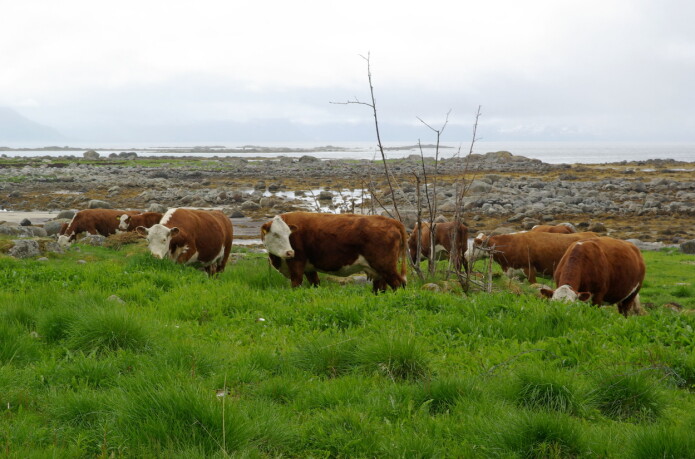 Storfe på strandeng på Hadseløya i Vesterålen . Storfe på strandeng på Hadseløya i Vesterålen .