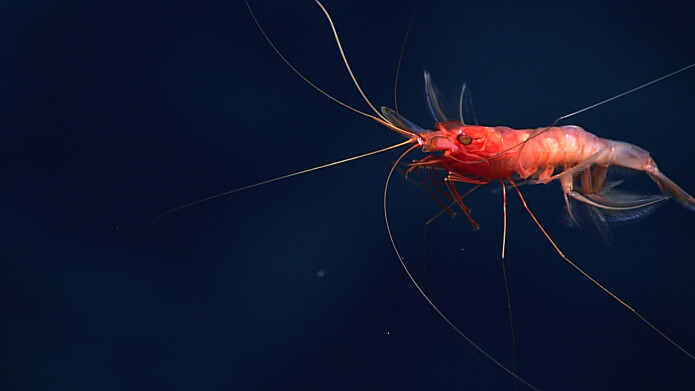 Hvis reker, krill og krabber spiser fiskefôr som inneholder såkalte «skall-hemmere», som brukes for å ta knekken på lakselus, kan også de få problemer ved neste skallskifte. Hvis reker, krill og krabber spiser fiskefôr som inneholder såkalte «skall-hemmere», som brukes for å ta knekken på lakselus, kan også de få problemer ved neste skallskifte.