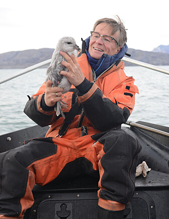 – I Arktis er havhest blitt en indikator for plast i havet, skriver Geir Wing Gabrielsen. Her er han avbildet med en havhest. – I Arktis er havhest blitt en indikator for plast i havet, skriver Geir Wing Gabrielsen. Her er han avbildet med en havhest.