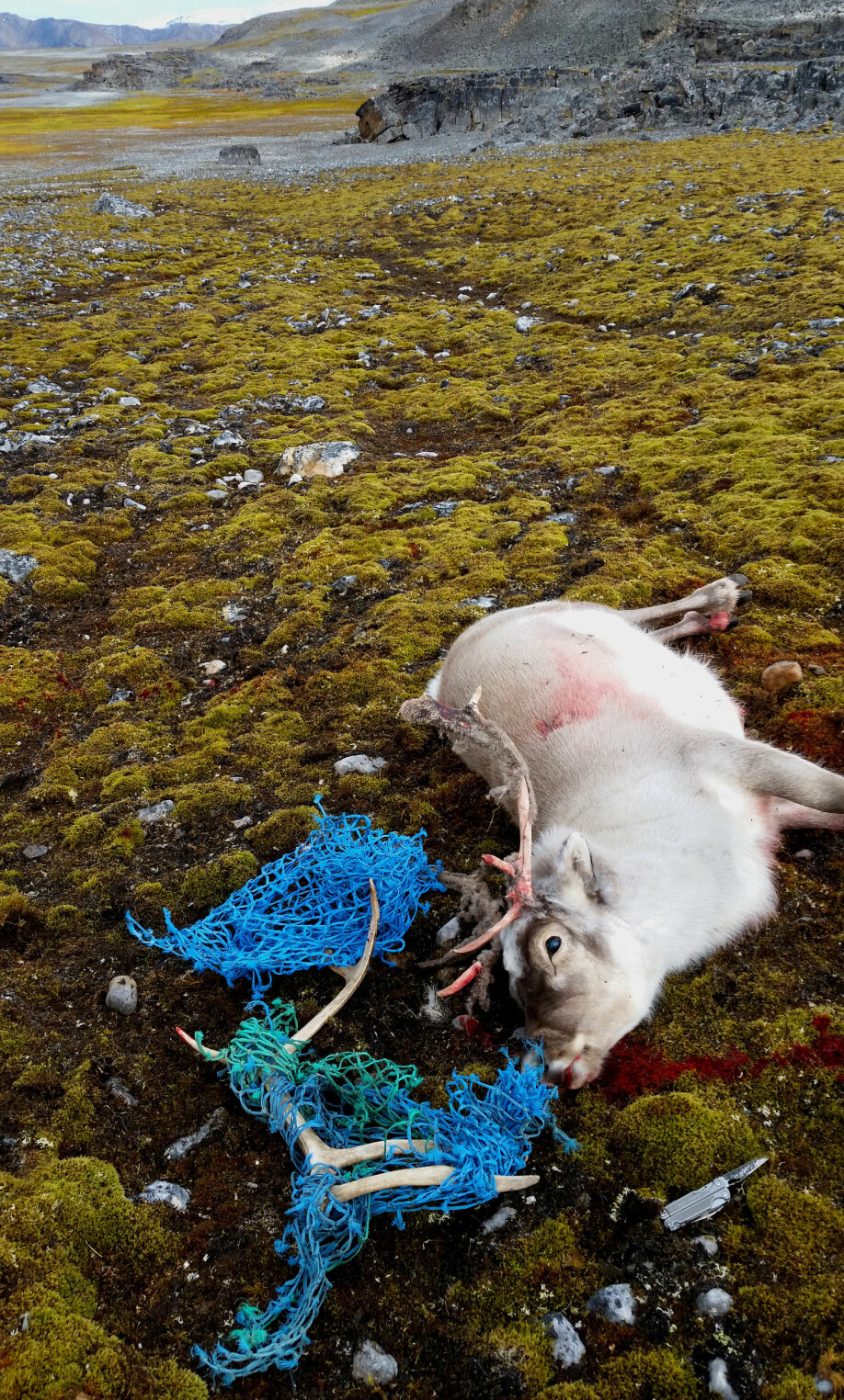 Dette reinsdyret hadde satt seg fast i fiskegarn og måtte avlives.