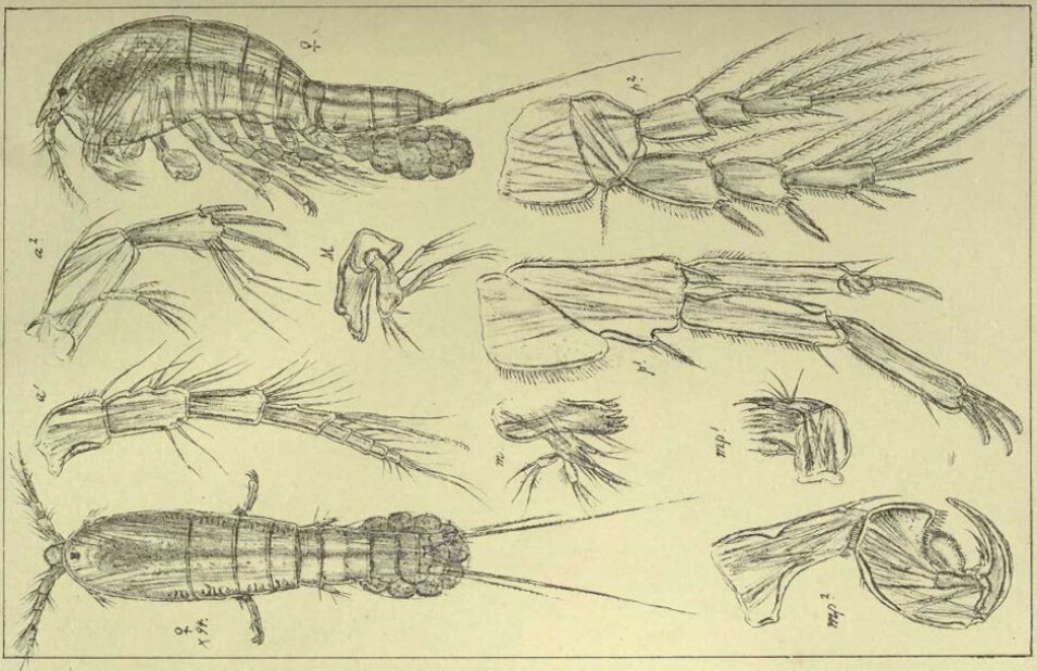 For godt over 100 år siden tegnet Georg Ossian Sars detaljerte illustrasjoner av de fleste krepsdyr i Norge. De er fortsatt viktige verktøy for dagens forskere.