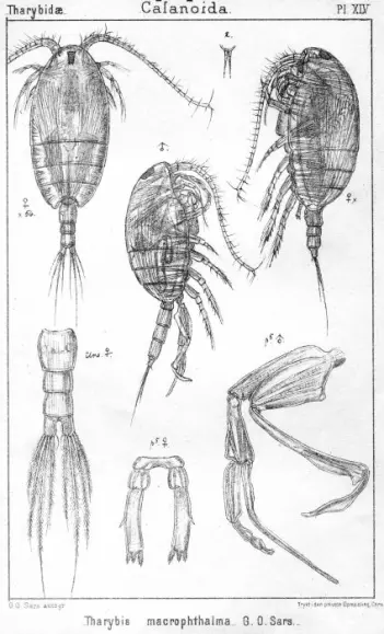 – Til tross for 100 år med internasjonal forskning på krepsdyr, regnes de fleste artene Sars beskrev for over 100 år siden fremdeles som gyldige arter, skriver Tone Falkenhaug.