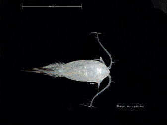 G. O. Sars var den første til å beskrive hoppekrepsen <i>Tharybis macrophtalma</i> i 1902. G. O. Sars var den første til å beskrive hoppekrepsen <i>Tharybis macrophtalma</i> i 1902.