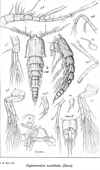 Klarer du se alle likhetene mellom denne illustrasjonen og bildet av <i>Clytemnestra scutellata?</i> Klarer du se alle likhetene mellom denne illustrasjonen og bildet av <i>Clytemnestra scutellata?</i>