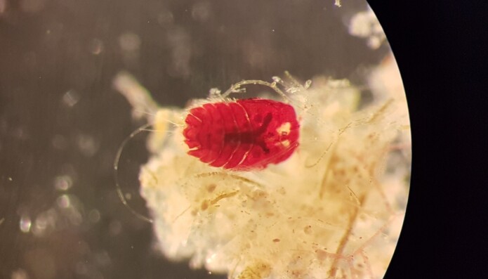 Det skal mye arbeid til for å få fotografert de ørsmå hoppekrepsene. Her ser du <i>Peltidium purpureum. </i> Det skal mye arbeid til for å få fotografert de ørsmå hoppekrepsene. Her ser du <i>Peltidium purpureum. </i>