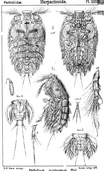 Slik så <i>Peltidium purpureum </i> ut da Sars tegnet den for over hundre år siden. Slik så <i>Peltidium purpureum </i> ut da Sars tegnet den for over hundre år siden.