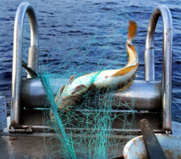 Denne torsken er fanget med et bionedbrytbart fiskegarn. Det betyr at garnet ikke vil vare for evig, selv om det skulle ende opp som søppel. Denne torsken er fanget med et bionedbrytbart fiskegarn. Det betyr at garnet ikke vil vare for evig, selv om det skulle ende opp som søppel.