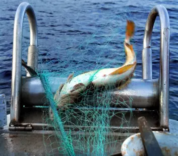 Denne torsken er fanget med et bionedbrytbart fiskegarn. Det betyr at garnet ikke vil vare for evig, selv om det skulle ende opp som søppel.