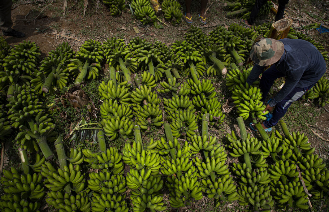 – I Norge er butikkhyllene fullpakket med søte bananer til lave priser, men på den andre siden av kloden kjemper bananbøndene en kamp mot fremmede virus, bakterier, sopp, skadedyr og insekter som kan ødelegge bananhøsten, skriver Maryia Khomich og Eirik Grov Statle. – I Norge er butikkhyllene fullpakket med søte bananer til lave priser, men på den andre siden av kloden kjemper bananbøndene en kamp mot fremmede virus, bakterier, sopp, skadedyr og insekter som kan ødelegge bananhøsten, skriver Maryia Khomich og Eirik Grov Statle.