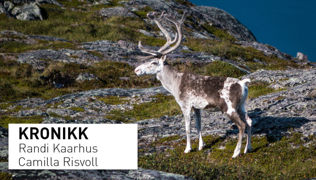 – Særlig opplever samiske reindriftsutøvere at deres erfaringsbaserte kunnskap om forholdet mellom rovdyr og beitedyr lokalt, blir ugyldiggjort når beslutninger til syvende og sist tas på sentralt nivå, skriver kronikkforfatterne. – Særlig opplever samiske reindriftsutøvere at deres erfaringsbaserte kunnskap om forholdet mellom rovdyr og beitedyr lokalt, blir ugyldiggjort når beslutninger til syvende og sist tas på sentralt nivå, skriver kronikkforfatterne.