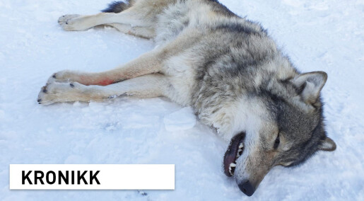 Elgåulven er genetisk viktig Elgåulven er genetisk viktig