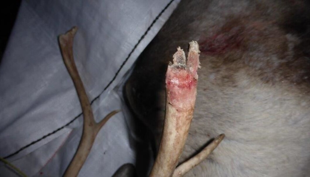 Reinsdyrene i Nordfjella gnager på hverandres gevir, også mens vevet er levende og sitter på hodet. Reinsdyrene i Nordfjella gnager på hverandres gevir, også mens vevet er levende og sitter på hodet.