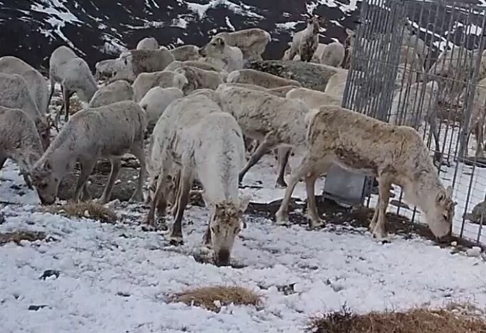 Et viltkamera viser en reinsdyrflokk med nedgnagnde gevir. Et viltkamera viser en reinsdyrflokk med nedgnagnde gevir.