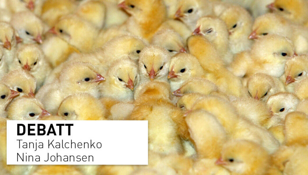Det er ikke uten grunn at alle norske kyllinger vaksineres rutinemessig, skriver Tanja Kalchenko og Nina Johansen i Pan Norge. Det er ikke uten grunn at alle norske kyllinger vaksineres rutinemessig, skriver Tanja Kalchenko og Nina Johansen i Pan Norge.