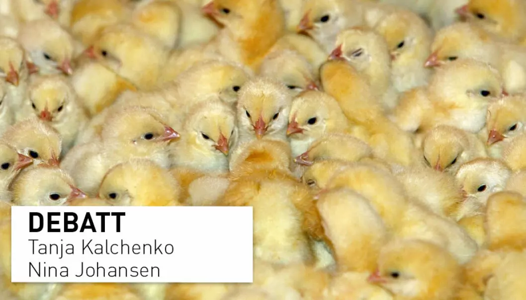 Det er ikke uten grunn at alle norske kyllinger vaksineres rutinemessig, skriver Tanja Kalchenko og Nina Johansen i Pan Norge.