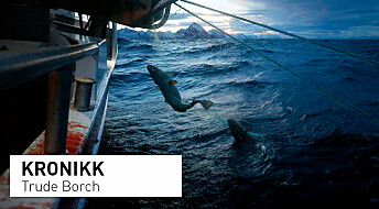 Dramatisk for norsk fiskerinæring: Skreiens lillebror er på randen av kollaps