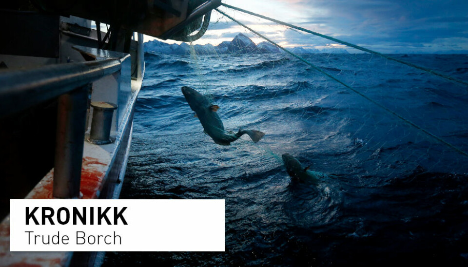 Skreien er Norges viktigste kommersielle fiskeart. Nå kan den kan miste sitt internasjonale miljømerke, skriver kronikkforfatteren.