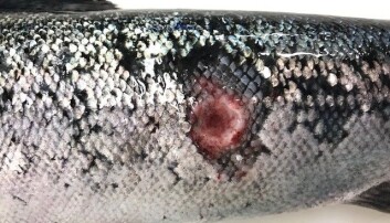 Skinnet til en atlantisk laks med vintersår Skinnet til en atlantisk laks med vintersår