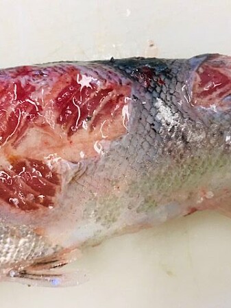 På oppdrettslaks oppstår de fleste sår (lesjoner) langs sidene av fisken, de kan være dype og går ned i muskulaturen. På oppdrettslaks oppstår de fleste sår (lesjoner) langs sidene av fisken, de kan være dype og går ned i muskulaturen.
