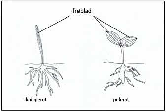 Hovedforskjellene mellom enfrøbladete og tofrøbladete planter kan man se når frøet spirer hos henholdsvis enfrøbladete planter (til venstre) og tofrøbladete planter (til høyre). Hovedforskjellene mellom enfrøbladete og tofrøbladete planter kan man se når frøet spirer hos henholdsvis enfrøbladete planter (til venstre) og tofrøbladete planter (til høyre).