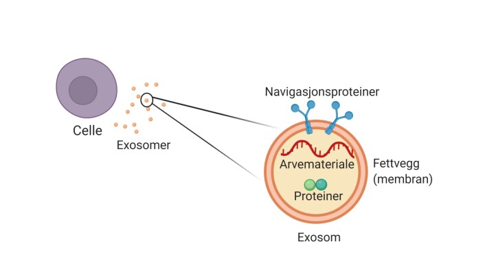 Figur 1: Cellene i kroppen vår skiller ut exosomer. Et exosom inneholder arvemateriale og ulike typer proteiner som er omringet av en fettvegg (membran). Figur 1: Cellene i kroppen vår skiller ut exosomer. Et exosom inneholder arvemateriale og ulike typer proteiner som er omringet av en fettvegg (membran).