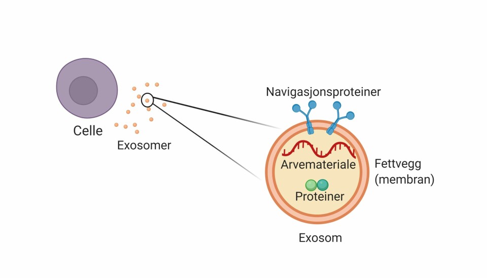 Figur 1: Cellene i kroppen vår skiller ut exosomer. Et exosom inneholder arvemateriale og ulike typer proteiner som er omringet av en fettvegg (membran).