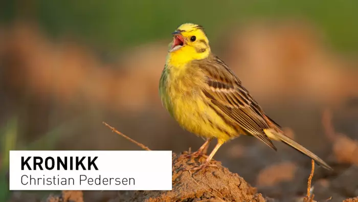 Vanlige norske fugler som gulspurven er i tilbakegang