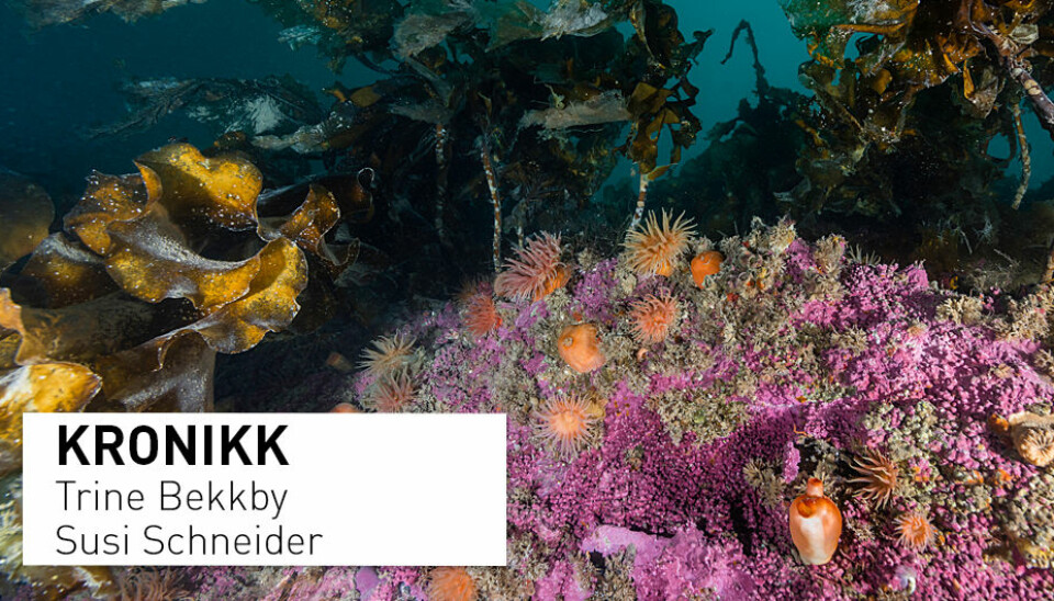 I dag er dagen for å skjenke en tanke til en art du aldri har hørt om, men som likevel er viktig, skriver forskere ved Norsk institutt for vannforskning. Her fra korallrev ved Svalbard.